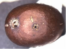 Cherry damaged by borer beetle